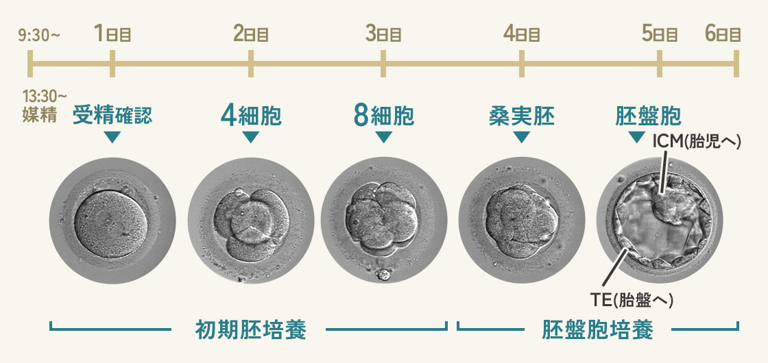 胚の理想的な発育