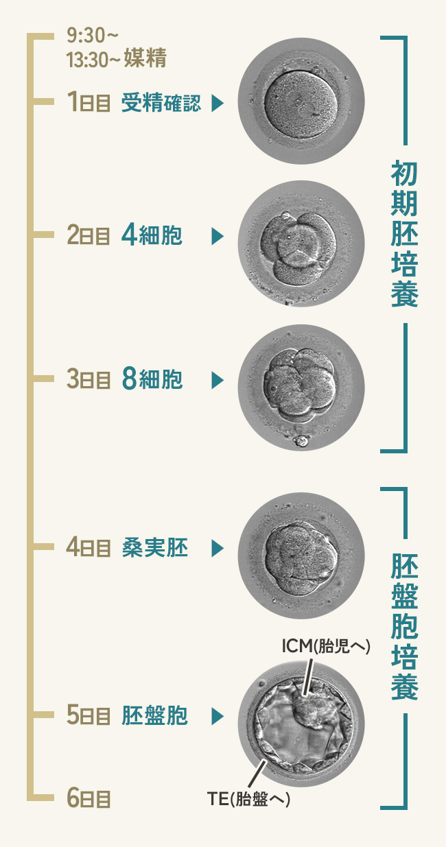 胚の理想的な発育