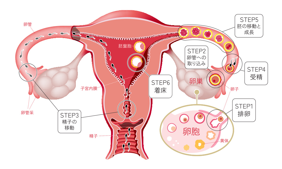 自然に妊娠が成立するためには